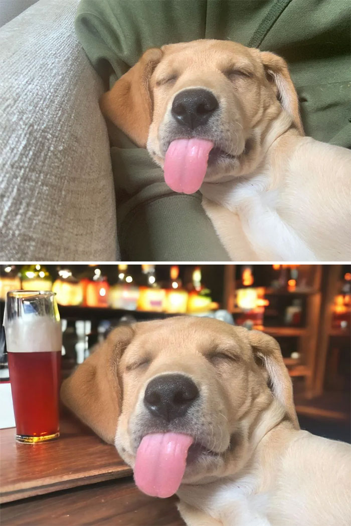 Cute dog sleeping with tongue out, next to a pint of beer; a funny photo edit.