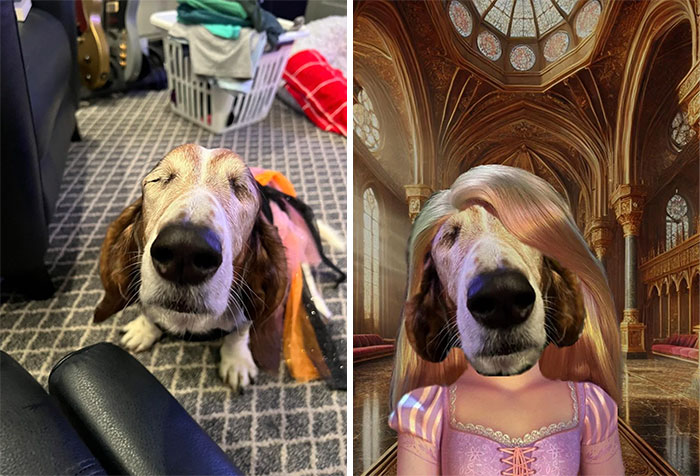 Dog photo edit shows pet humorously dressed as a princess with a palace background.