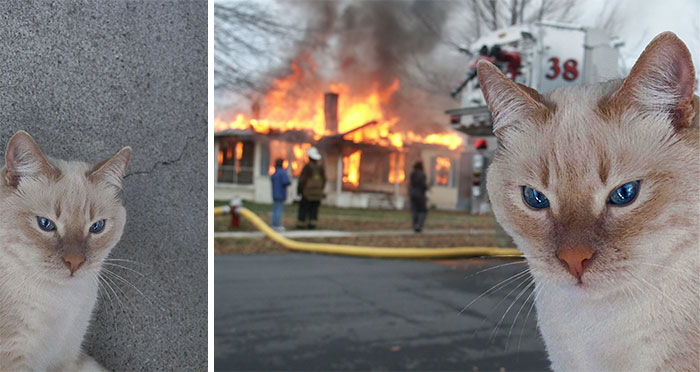 Cat in two photos, one with a burning house in the background, part of funny photo edits trend.