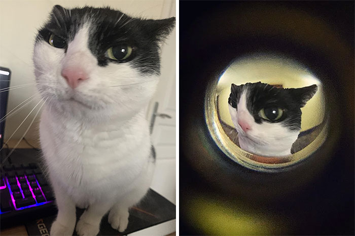 Black and white cat humorously edited, distorted through a peephole, creating a funny photo effect.