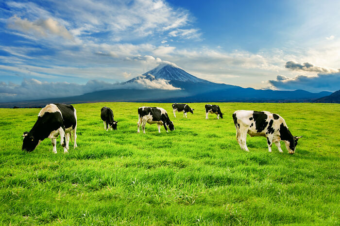 Cows grazing on a lush green field with a mountain view, illustrating a serene adult moment in nature.