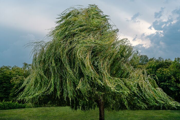 A weeping willow sways in the wind under a cloudy sky, capturing a serene moment in nature.
