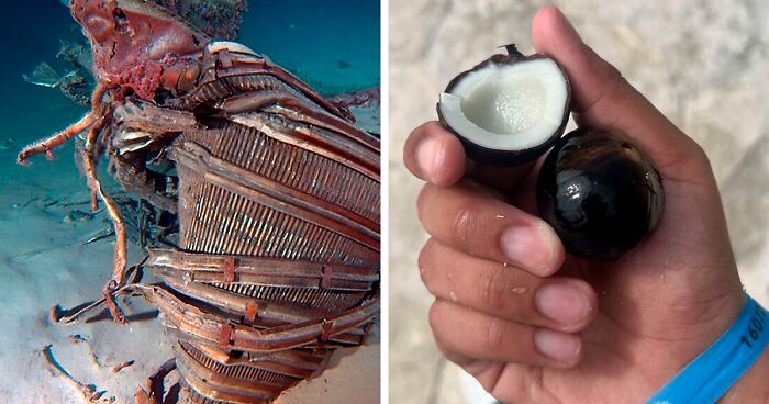 30 Times The Ocean Coughed Up Something It Shouldn’t Have