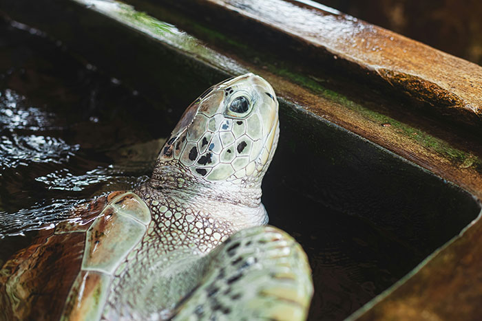 Turtle peeks out of water in a wooden enclosure, looking relaxed and curious.