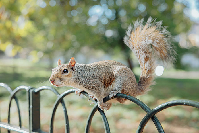 Squirrel casually perched on a fence with a blurred background on a sunny day.