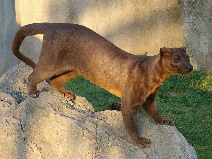 Strange animal, the fossa, standing on a rock with a close-up of its face.