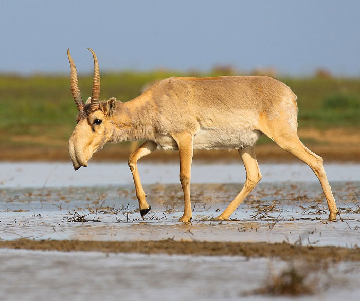 A saiga antelope grazing in the grasslands, showcasing one of the strangest animals on Earth.