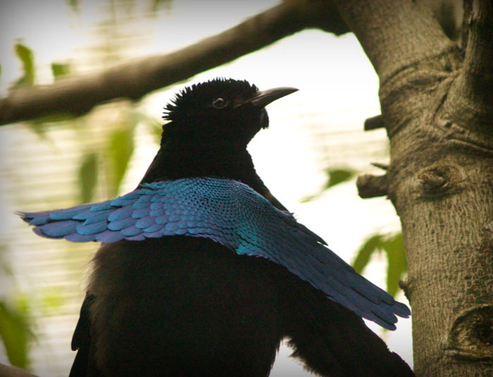 Two strange birds displaying unique plumage and behavior in a forest setting.