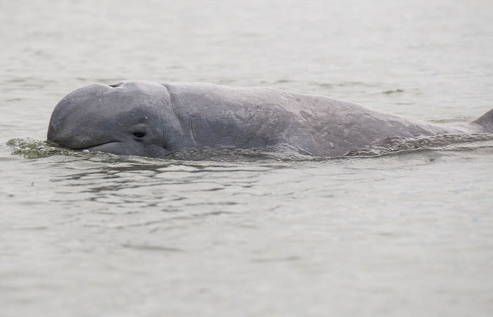 Strange animal swimming, partially submerged, showcasing its unique, rounded head above the water.
