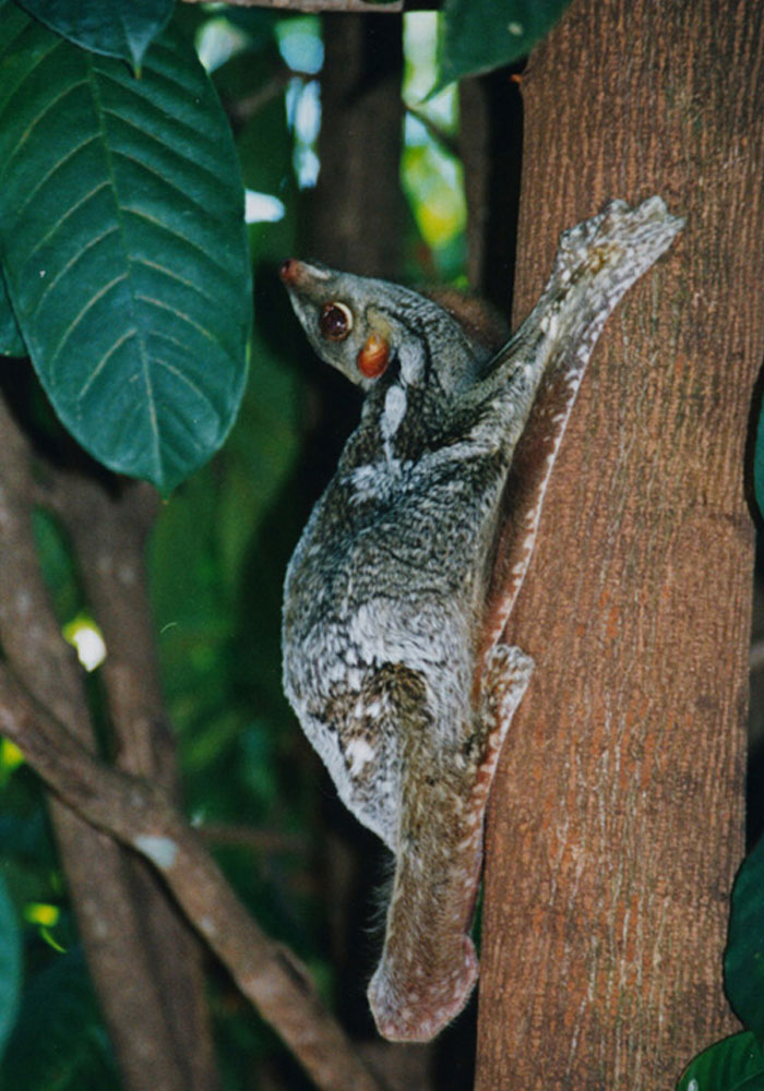 Strange animal with large eyes clinging to a tree branch in a lush forest setting.
