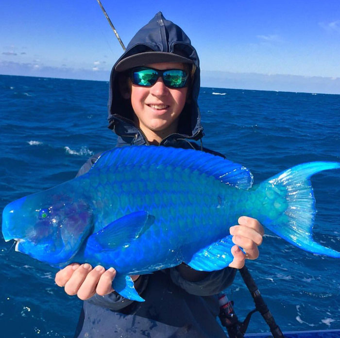 Man holding a vibrant blue fish, one of the strangest animals on earth, above the ocean water.