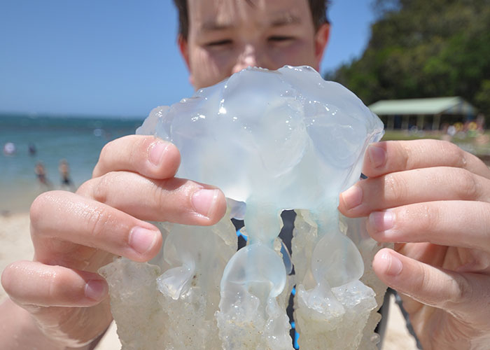 Person holding a jellyfish on the beach, illustrating a risky decision despite warnings.