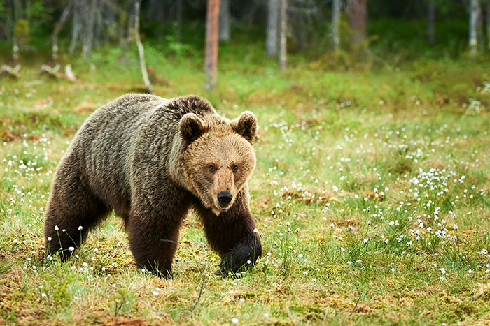 A brown bear walking through a grassy meadow, showcasing nature's surprising facts.