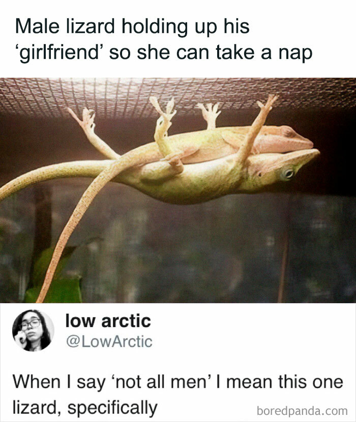 Lizard meme about love: male lizard holding another under a glass pane, with humorous text about gender roles.
