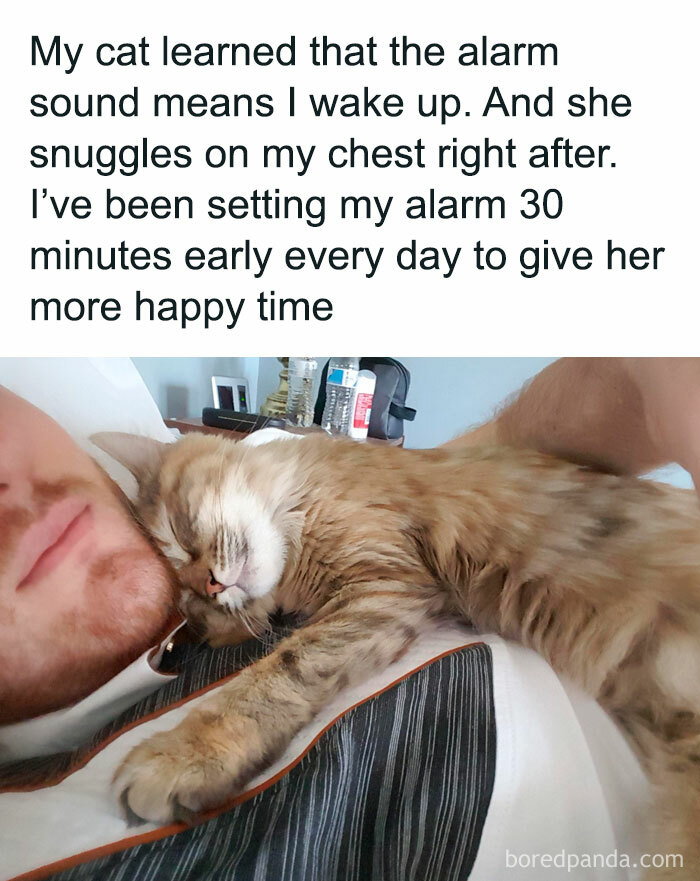 Cat snuggled with person, illustrating a sweet love moment.