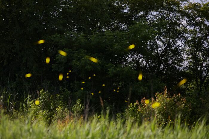 Fireflies glowing at dusk in a field surrounded by trees, capturing a nostalgic scene from 30 years ago.