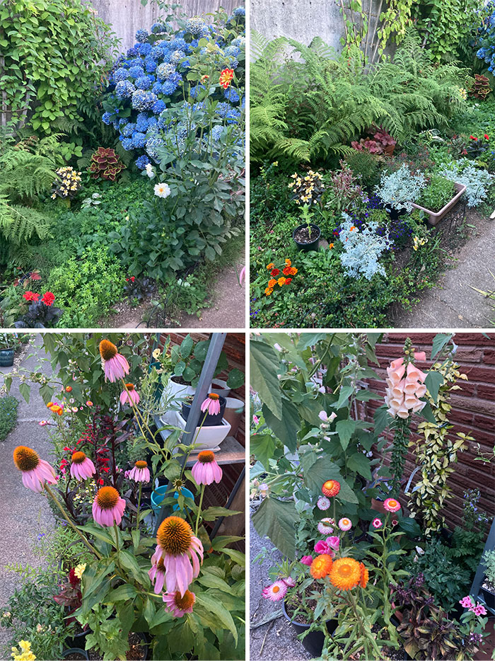 Colorful garden plants and flowers in a well-kept yard, showcasing vibrant hydrangeas, daisies, and lush greenery.