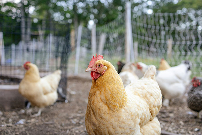 Chickens in a backyard coop, representing money saving tips from the Great Recession.