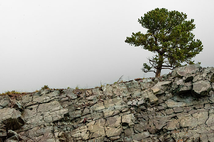 Lone tree on rocky cliff under cloudy sky, symbolizing life-changing safety decisions.