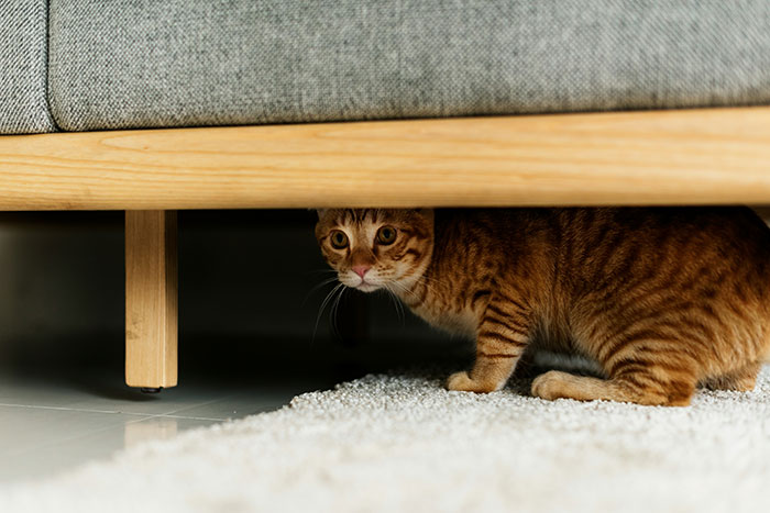 A cautious orange tabby cat hides under a couch, peeking out onto a cozy carpet.