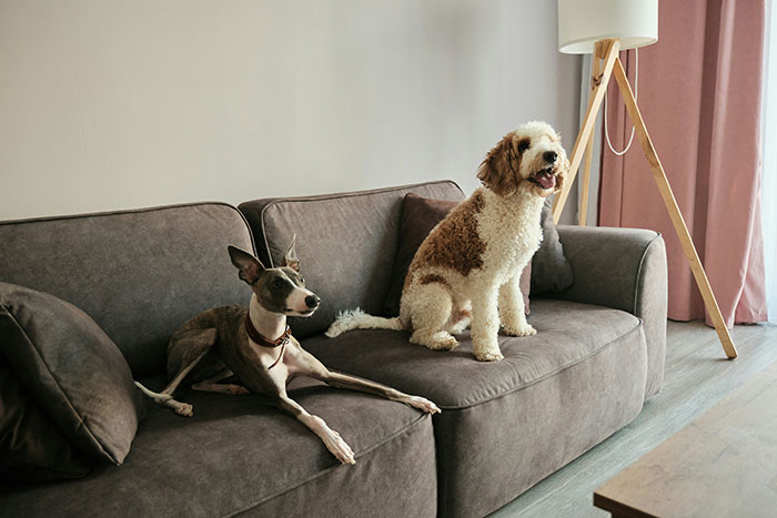 Dogs on a couch in a living room, highlighting areas not to forget to clean before hosting guests.