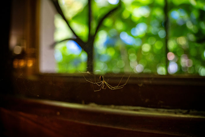 A spider in its web on a dusty windowsill near green plants, emphasizing cleaning essentials before hosting guests.