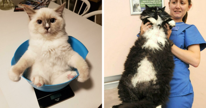 40 Pics Of “Cats Accepting Their Lives” In The Most Hilarious Ways