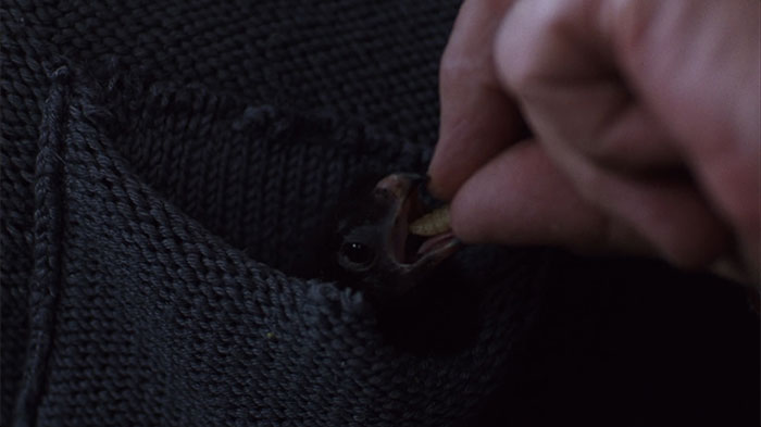 A baby bird being fed a worm while nestled in a dark knit pocket, showcasing fun facts in nature.