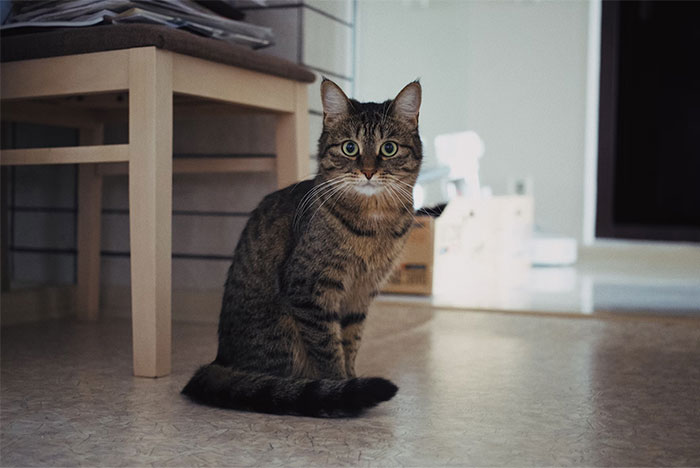 Tabby cat sitting on the floor, staring at the camera, with fun facts and curiosity in its bright eyes.
