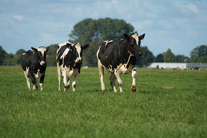 Cows grazing in a lush green field under a clear blue sky, representing fun facts about farm life.
