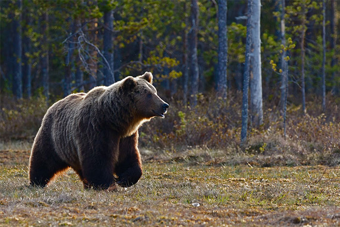 A brown bear walking in a forest, illustrating a life-saving fact scenario in nature.