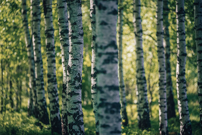 Birch trees in a sunlit forest, representing life-saving nature insights.