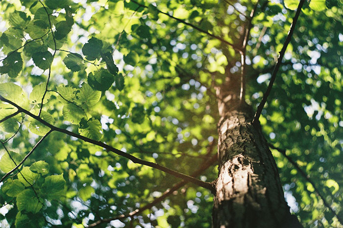 Looking up at a sunlit tree canopy, illustrating a life-saving perspective on nature's beauty.