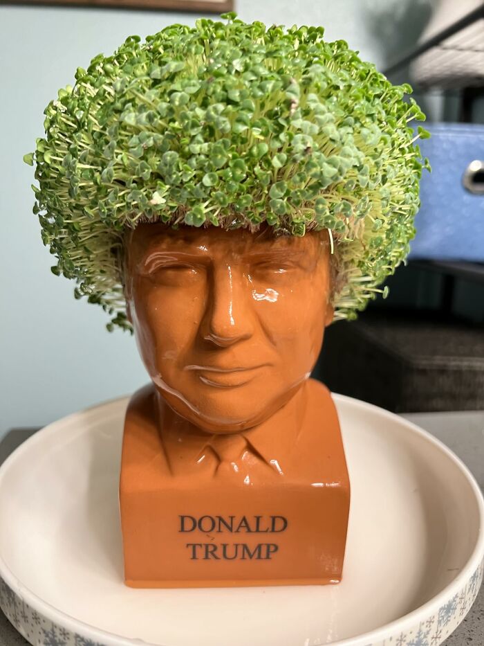 Ceramic planter with plant hair resembling a prominent figure, ideal for the weird friend.