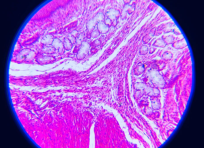 Microscopic image of tissue cells stained in pink and purple highlighting moments in history with unseen importance.