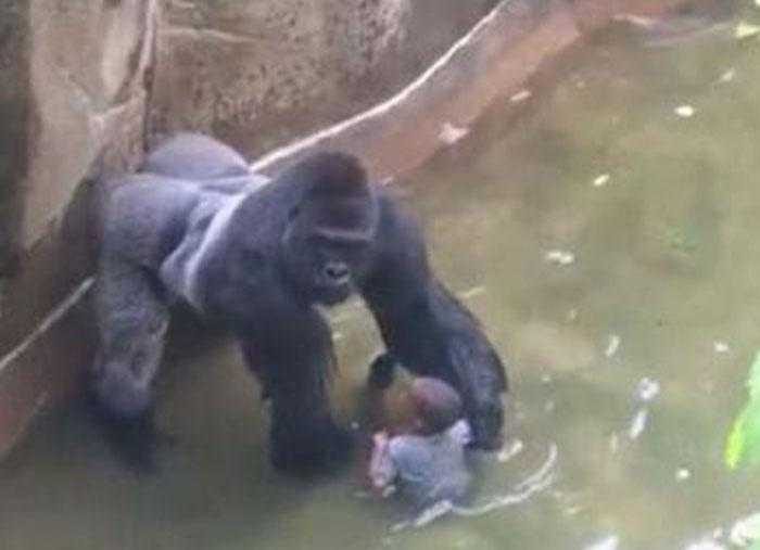 Gorilla holding a child in a water enclosure, illustrating one of the moments in history many don't realize how important they were.