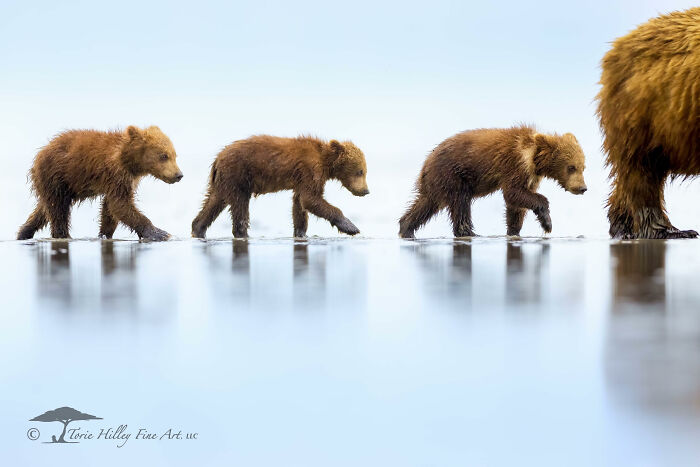 Three bear cubs walking in a line beside their mother, showcasing the raw beauty of wildlife.