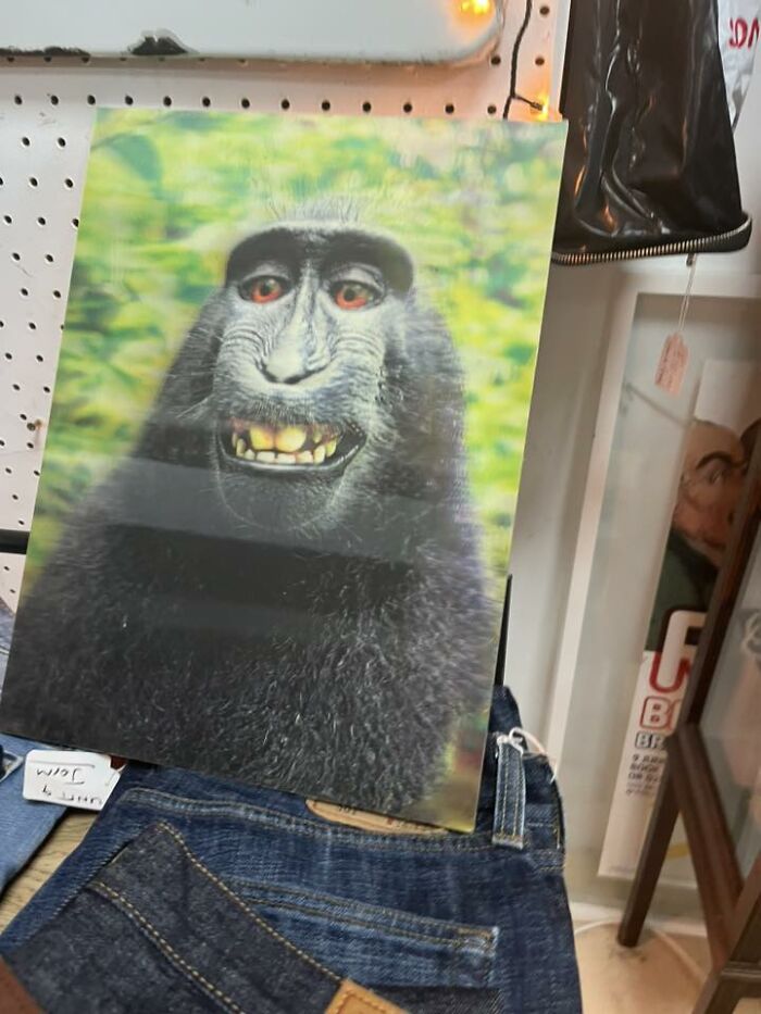 A strange monkey portrait found in a secondhand shop, showcasing one of many bizarre treasures discovered.