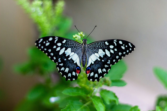 Butterfly resting on green leaves, displaying intricate patterns and colors, illustrating fascinating science.