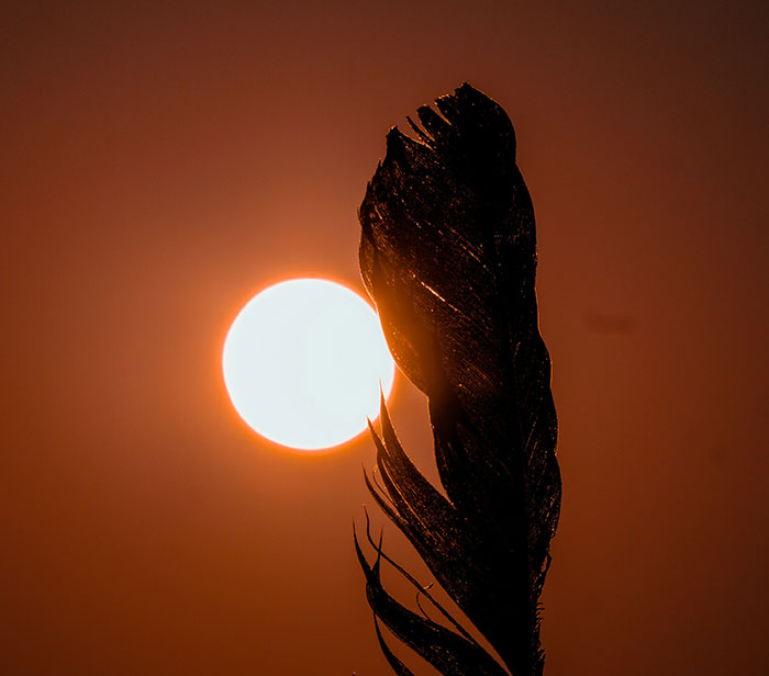 Silhouette of a feather against a sunset, illustrating fascinating science facts.