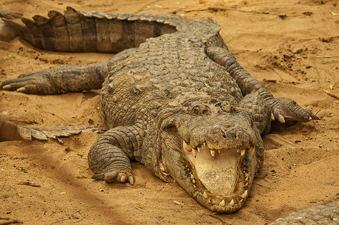 Smiling crocodile lying on sand, showcasing fascinating science facts about reptiles.