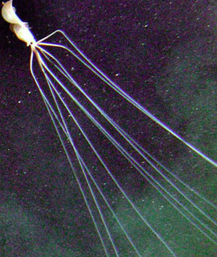 A deep-sea squid with long tentacles showcases weird and fascinating science beneath the ocean.