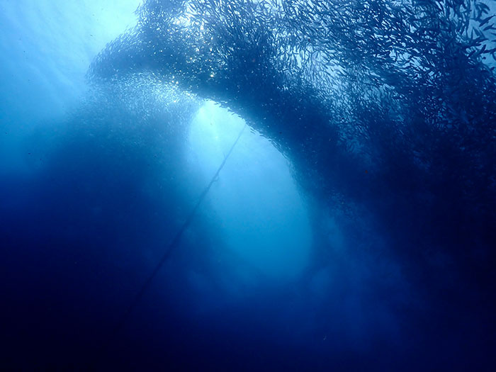 Underwater view of fish swirling, illustrating fascinating science facts.