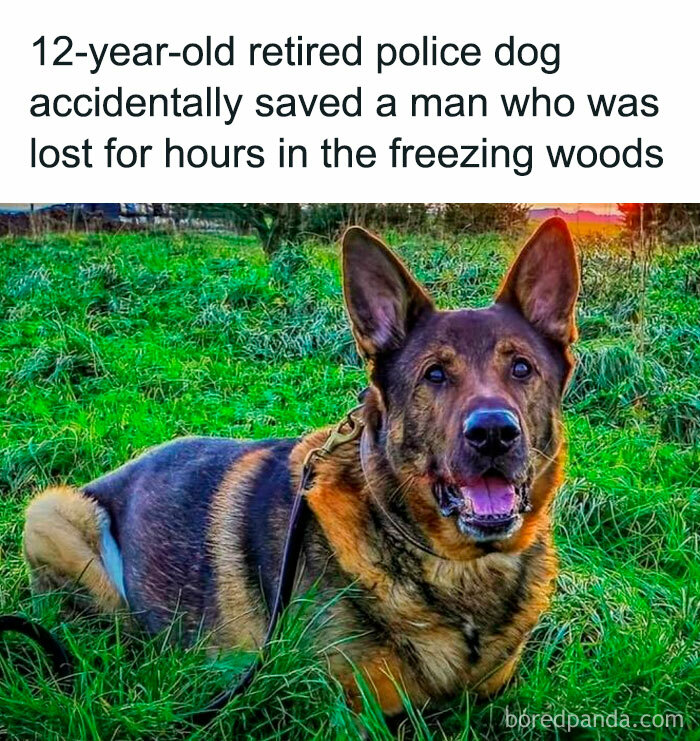 Retired police dog in a field, credited with saving a man lost in the woods, brings positive vibes.