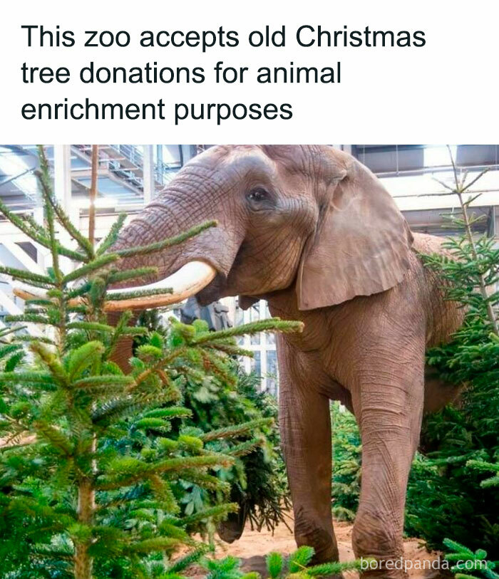 Elephant enjoying donated Christmas trees for enrichment at a zoo.