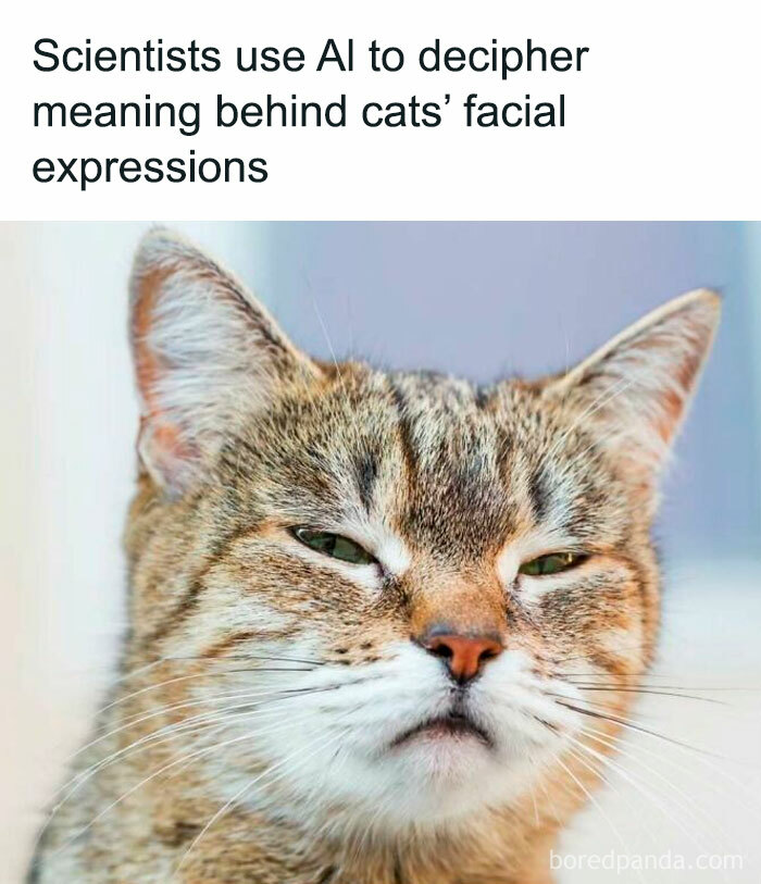 Tabby cat with a skeptical expression, highlighting positivity in understanding feline emotions.