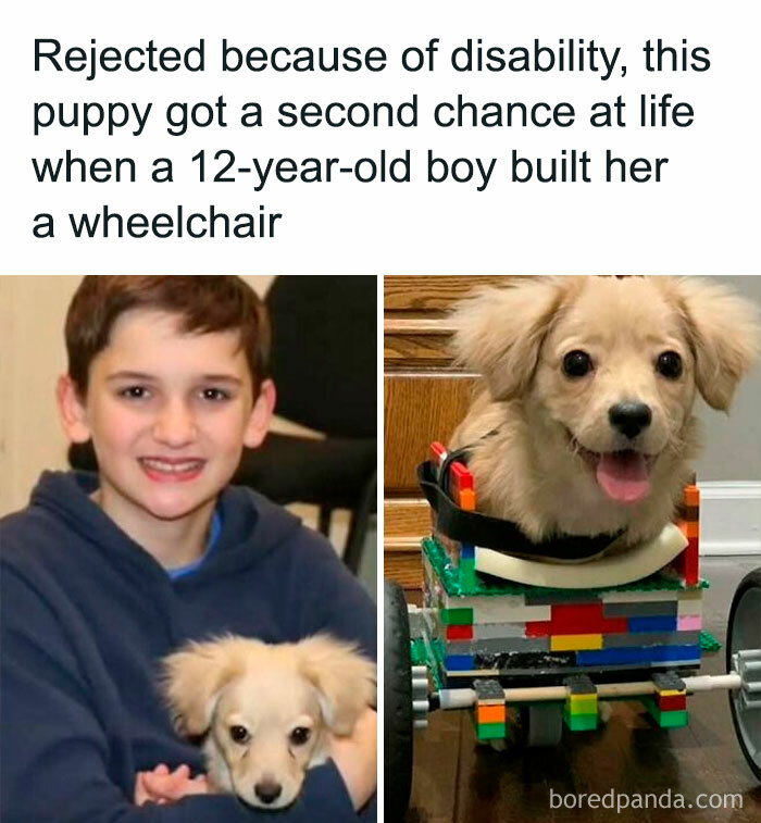 Boy and puppy in colorful wheelchair, highlighting positive post about second chances and kindness.