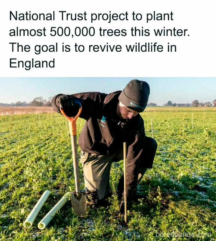 Worker planting trees in a field for a National Trust project, aiming to bring positive environmental impact in England.