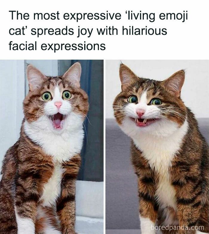Cat with amusing expressions spreading positive vibes and joy.