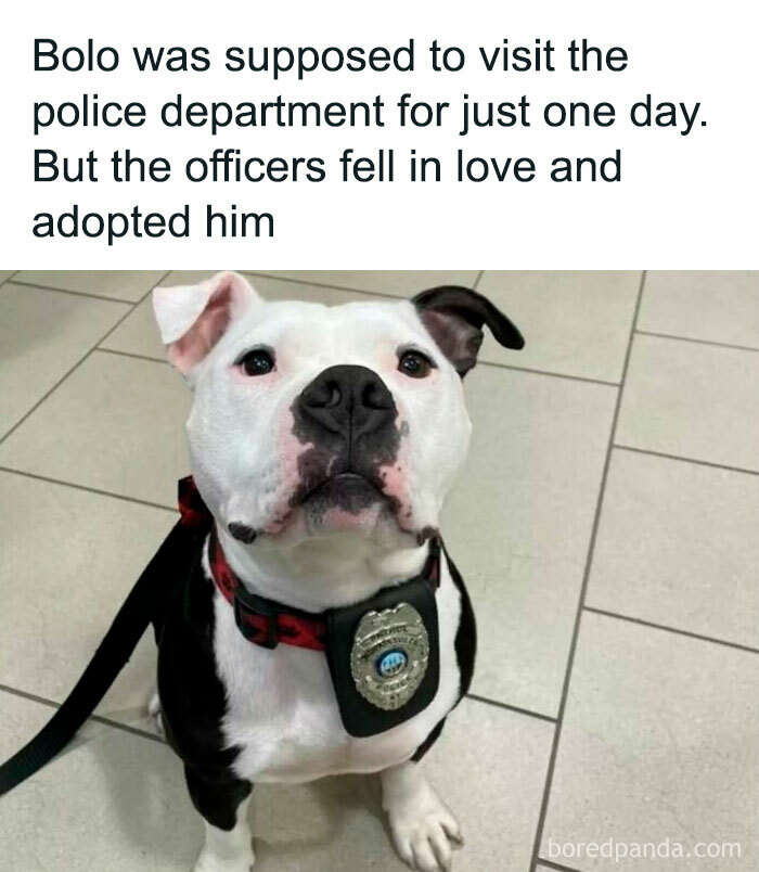 Dog with police badge around neck, symbolizing positive posts and spreading sunshine in a police department setting.